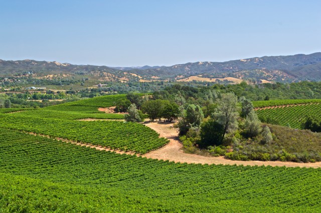 Vineyard of Lower Lake